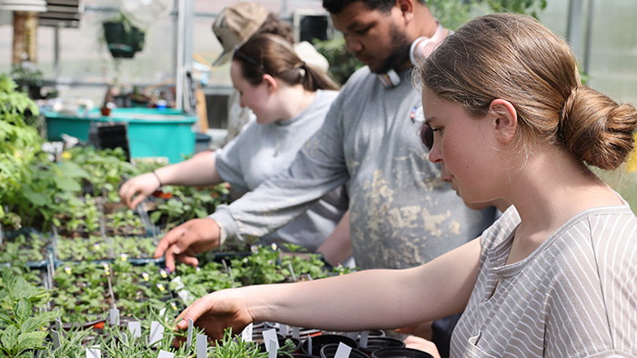 Students work with the plants in the greenhouse