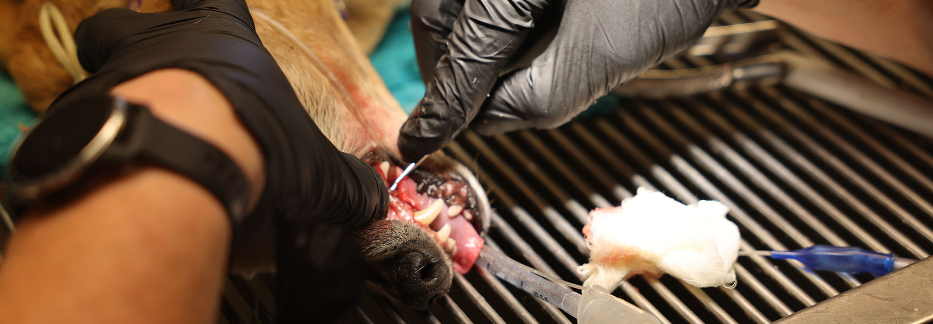 veterinary dental work on a dog