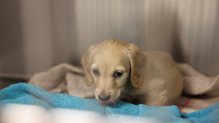 Puppy lying on a blue blanket in a cage