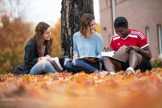 Small group of students studying under a tree