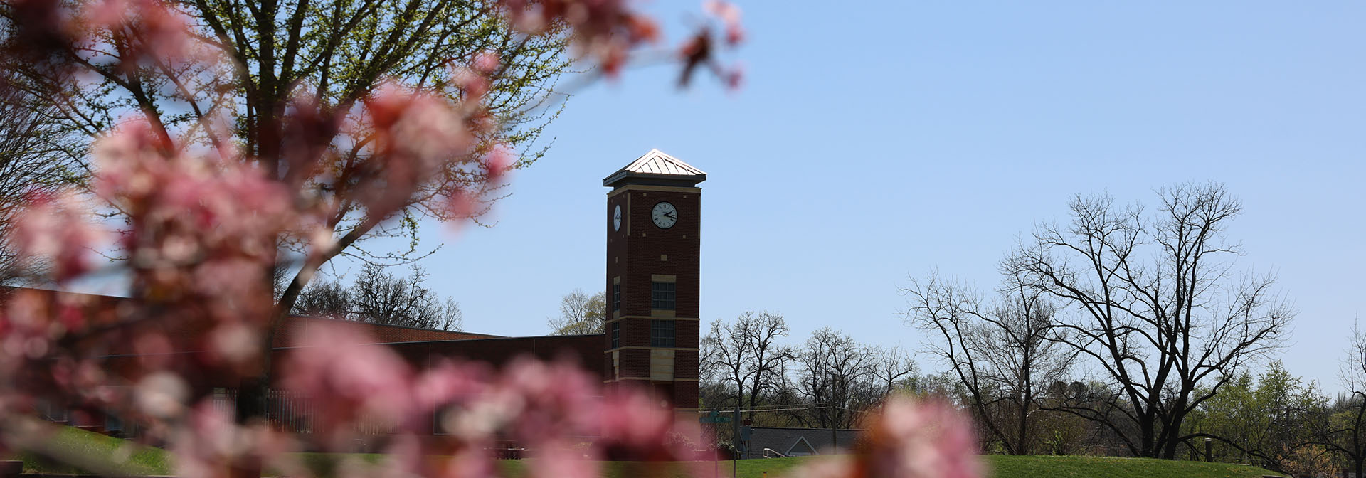 Bell Tower Pink Blossoms